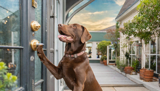 Safe Havens for Stressed Pets: The Tale of Aries's Dash to Doggy Daycare and the Importance of Familiar Spaces